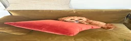 Cavapoo dogs for sale: ⭐ Top quality, health tested Toy Cavapoo babies ⭐ - Advert 28