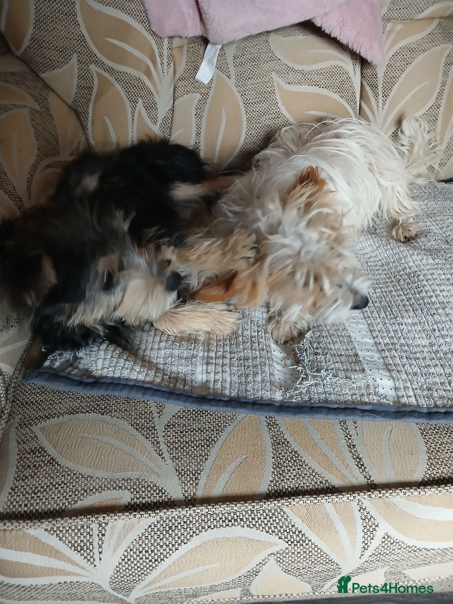 Yorkiepoo dogs Yorkie jack - Advert 1