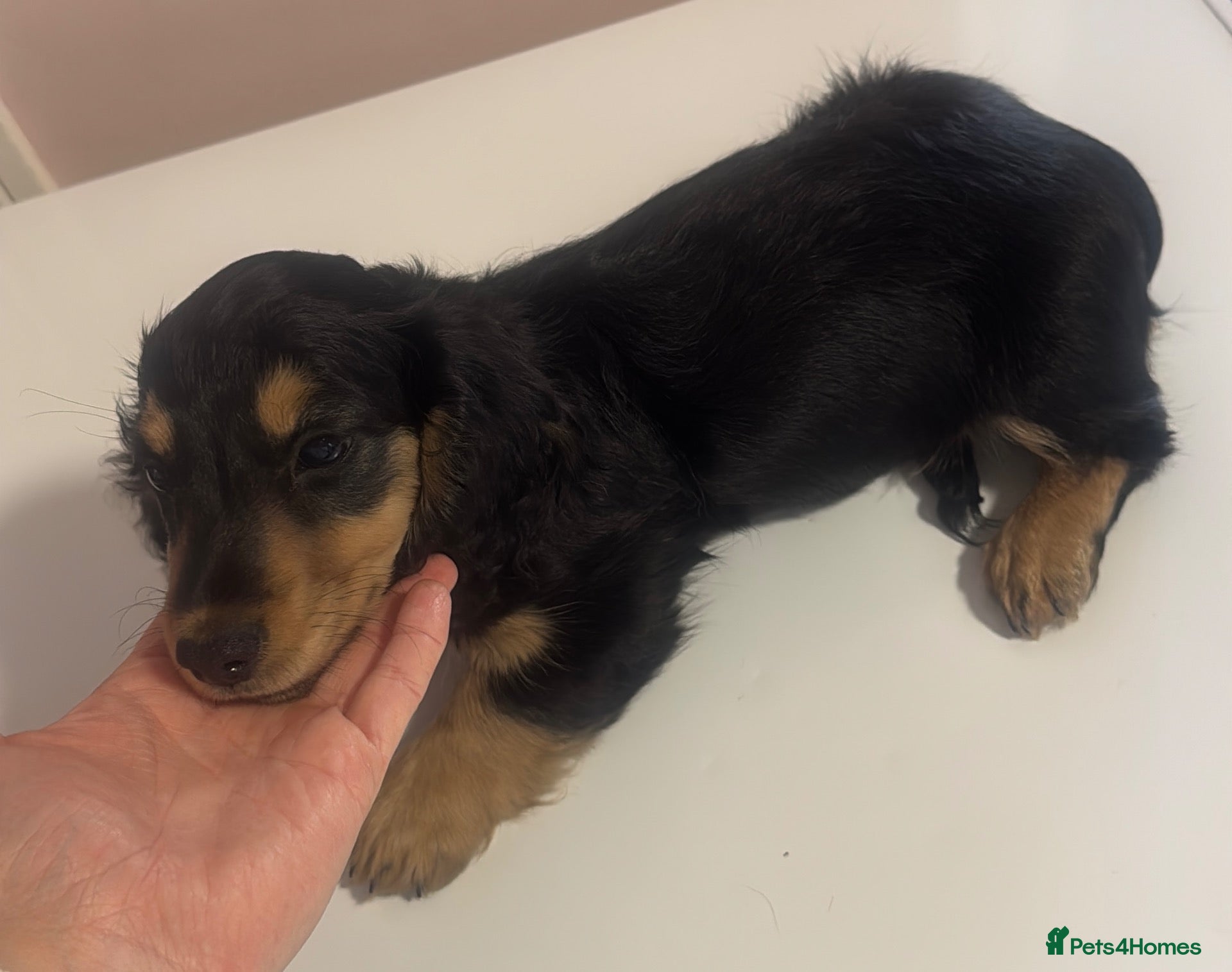 Miniature Dachshund dogs Miniature long haired kc reg Black and Tan female  - Advert 13