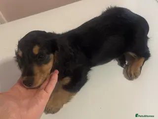 Miniature Dachshund dogs Miniature long haired kc reg Black and Tan female - Advert 13