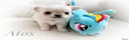 Chihuahua dogs for sale: KC quality chihuahua puppies LC Show line  - Advert 3
