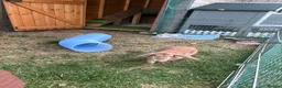 Mini Lop rabbits for sale: Neutered and vaccinated male rabbit - Advert 4