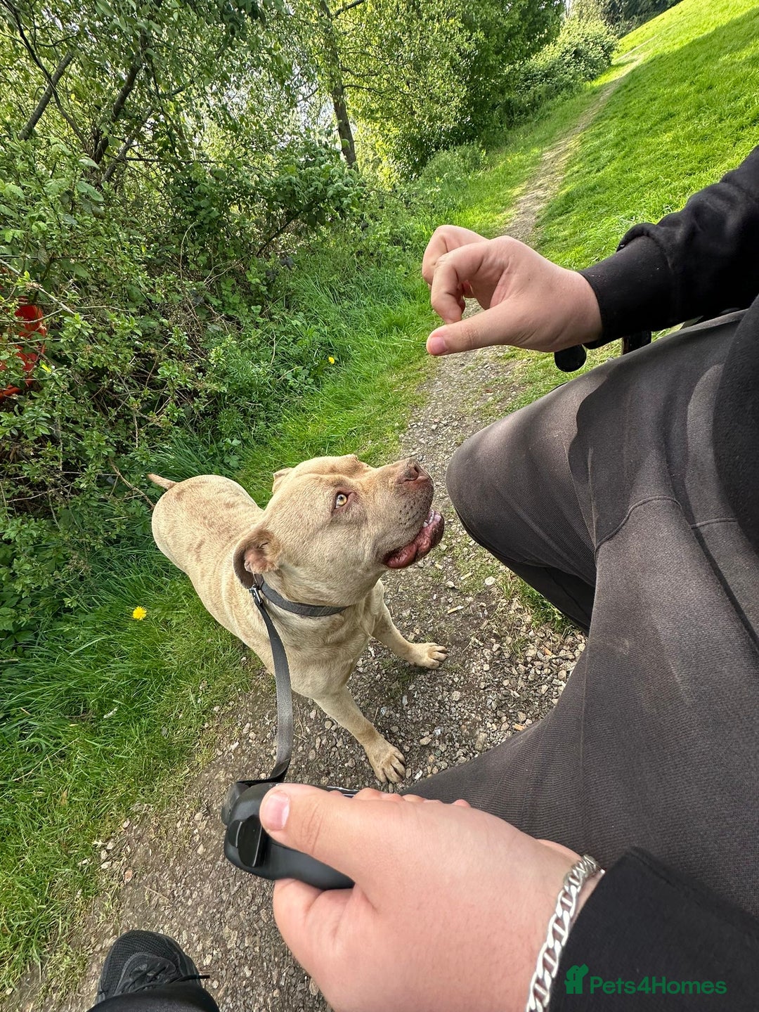 American Bully dogs for sale: Playful Female American Bully for Sale - 2 Yrs Old - Image 4