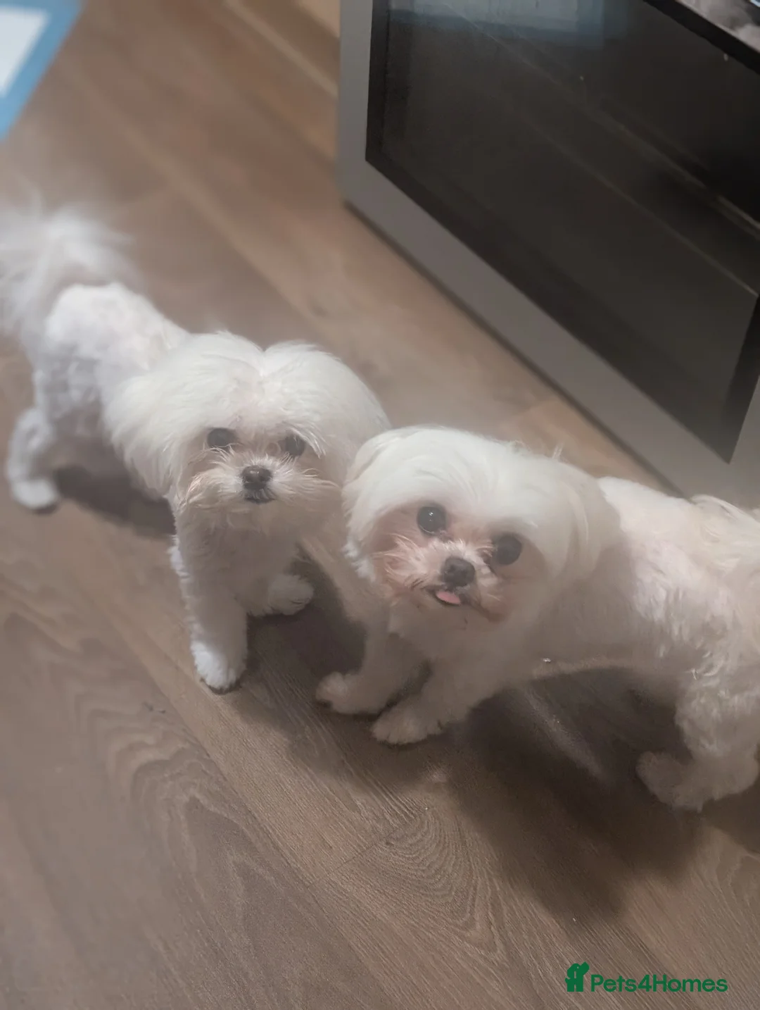 Maltese dogs for sale: 2 beautiful micro maltese  - Advert 2