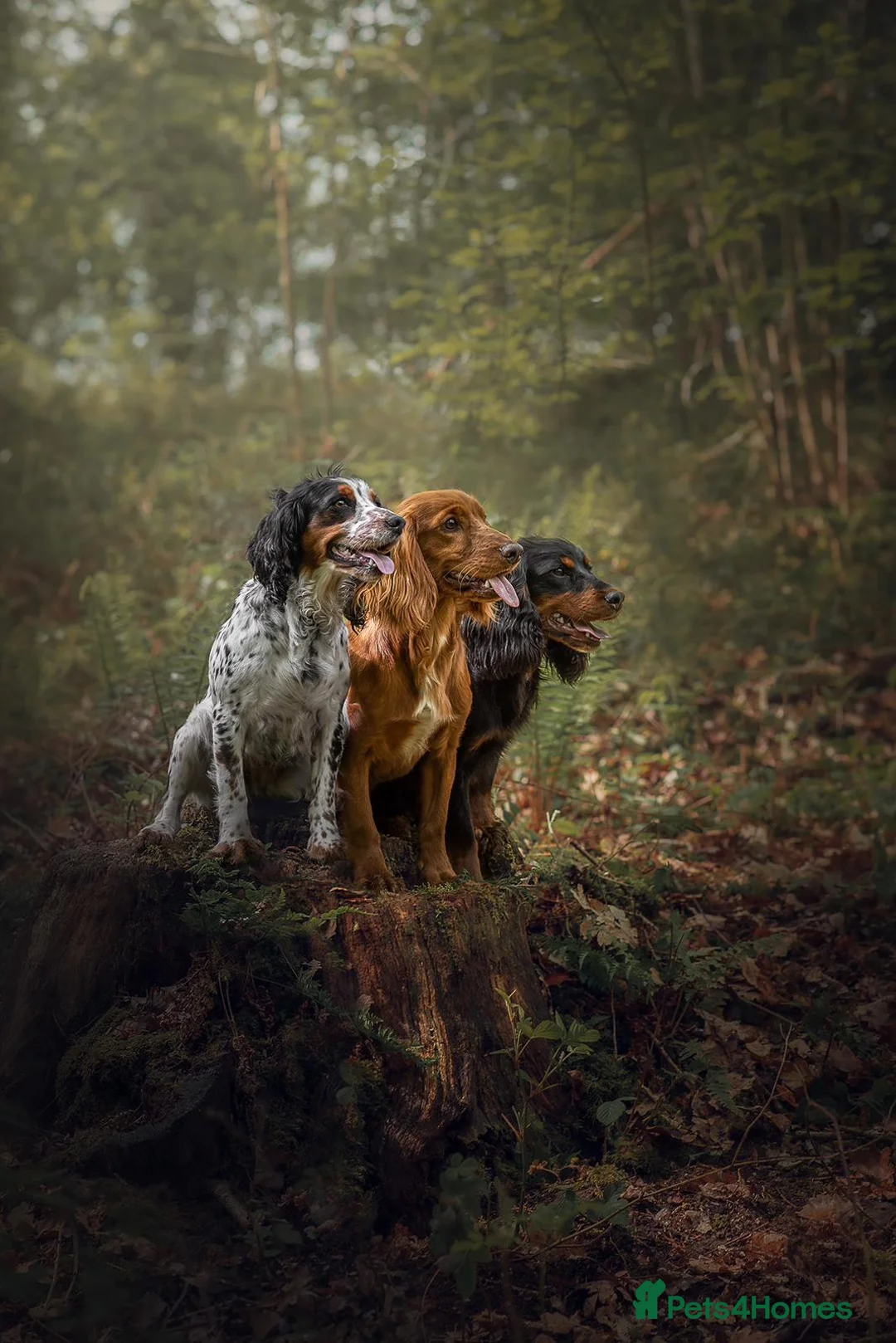 Cocker Spaniel dogs for stud: Woody standing at stud in Pershore - Advert 4