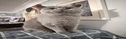 British Shorthair cats for stud: British Shorthair Gentleman Looking for aLady  - Advert 4