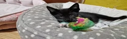 Mixed Breed cats for sale: 8 weeks old kittens ip3 (mum is half maine coon) - Advert 8