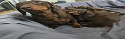 Miniature Dachshund dogs for sale: Miniature dachshund  - Advert 9