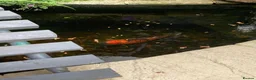 Koi Carp fish for sale: Koi carp  in Wolverhampton - Advert 2