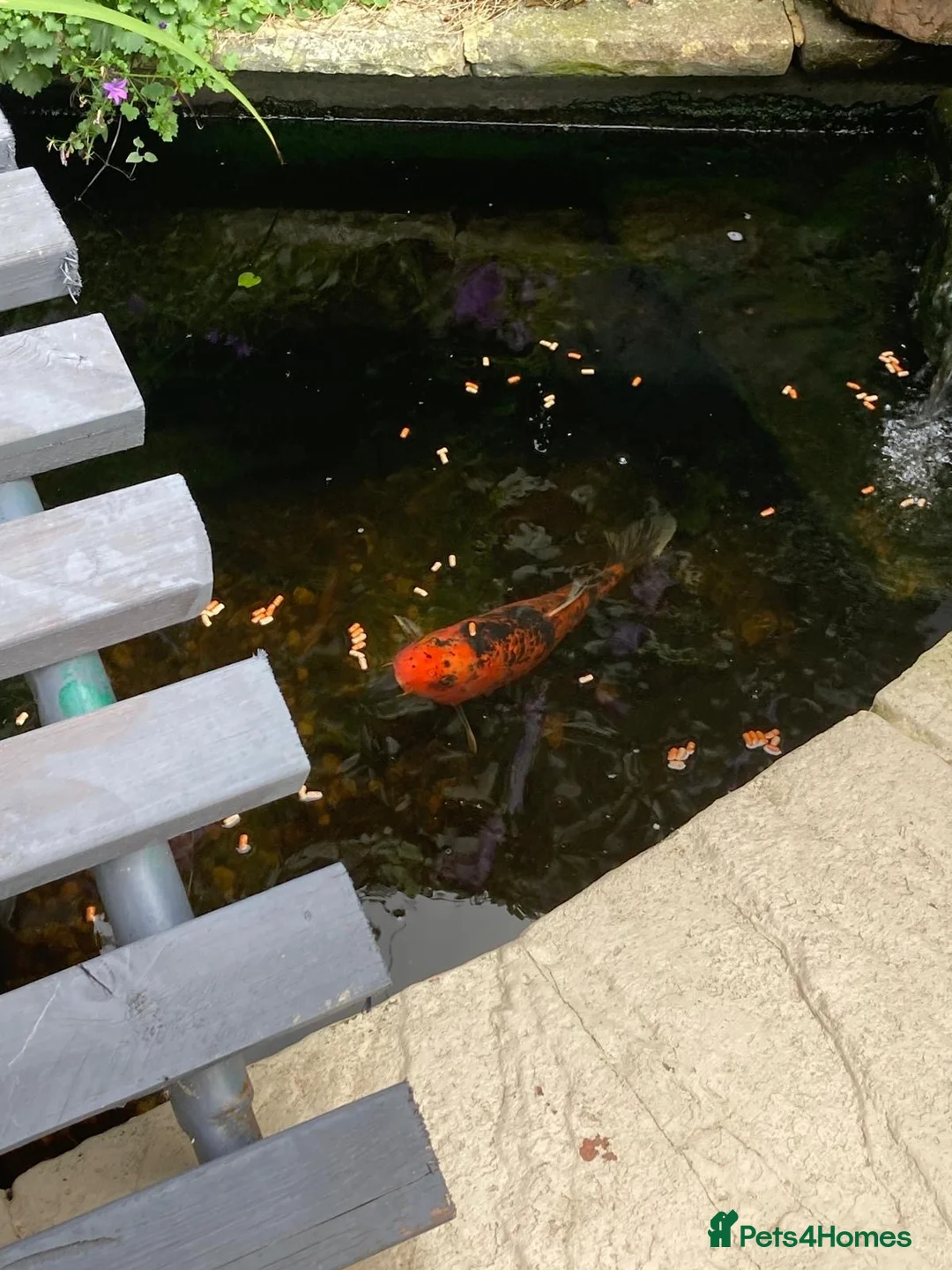 Koi Carp fish for sale: Koi carp  in Wolverhampton - Advert 2