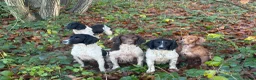 English Springer Spaniel dogs for stud: Elishade Misty Horizon (Dipper) - Advert 11