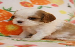 Cavalier King Charles Spaniel dogs for sale: 7 Puppies ready for reservations - Image 15
