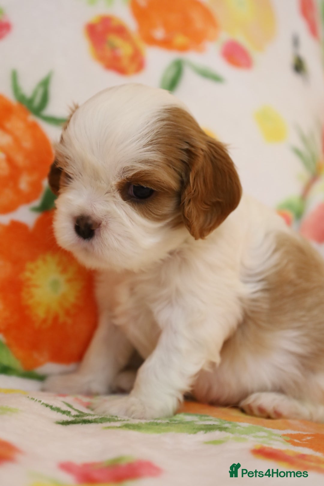 Cavalier King Charles Spaniel dogs for sale: 7 Puppies ready for reservations - Image 15