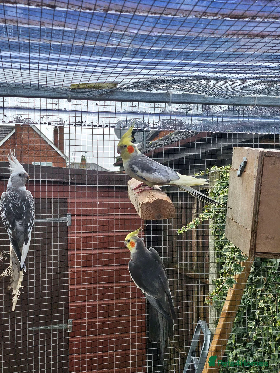 Cockatiels birds for sale: Mixed Cockatiels - Advert 7
