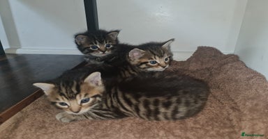 Mixed Breed cats - Advert 6