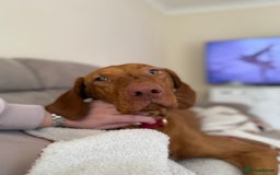 Hungarian Vizsla dogs for sale: Luna  - Image 5