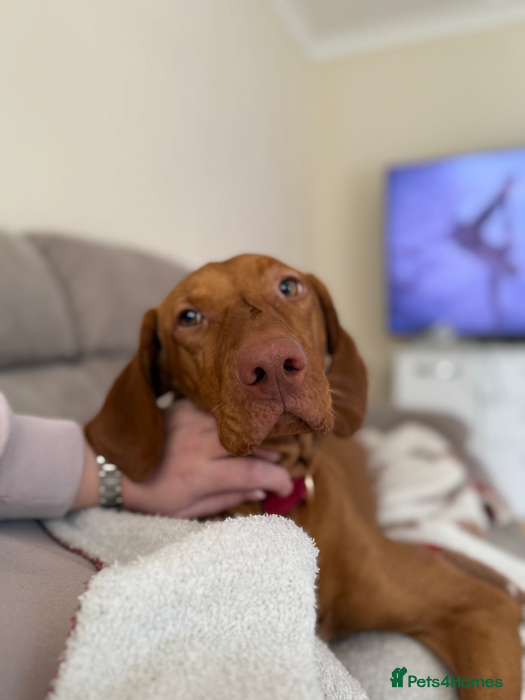 Hungarian Vizsla dogs for sale: Luna  - Image 5