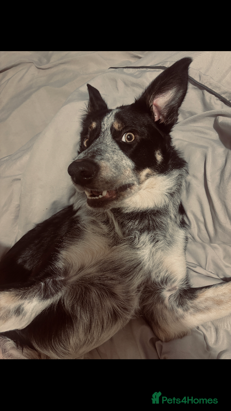 Border Collie dogs Blue  - Advert 1