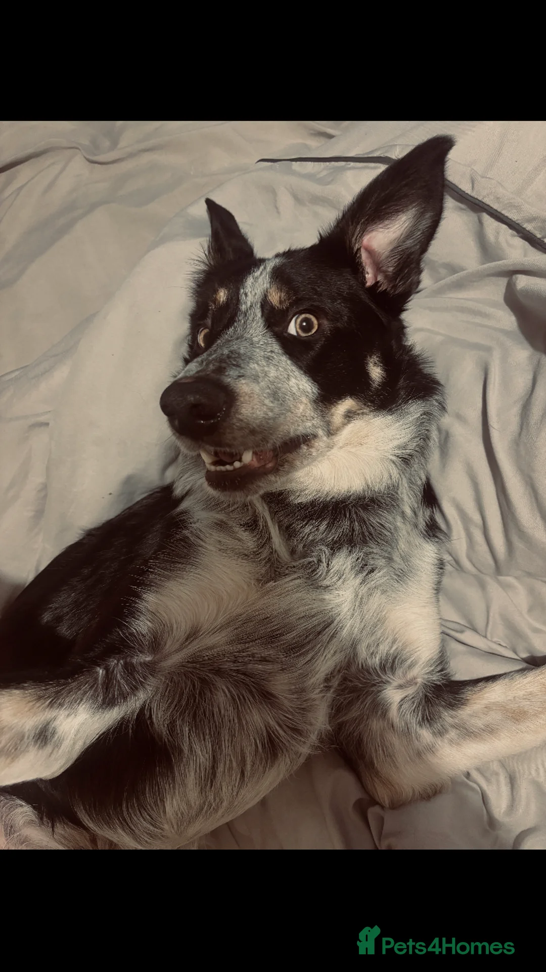 Border Collie dogs for sale: Blue  in Leyburn - Advert 1