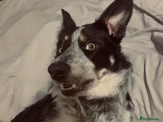 Border Collie dogs Blue - Advert 1