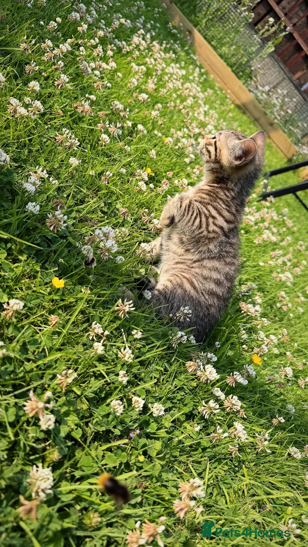 Mixed Breed cats for sale: Cheeky Whiskers Kittens Available  - Advert 10