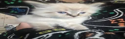 Ragdoll cats for sale: Just 2 left: Purebred female Ragdoll kittens - Advert 29