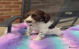 Cocker Spaniel dogs for sale: Ready to leave Cocker Spaniel Puppys in Doncaster - Image 5