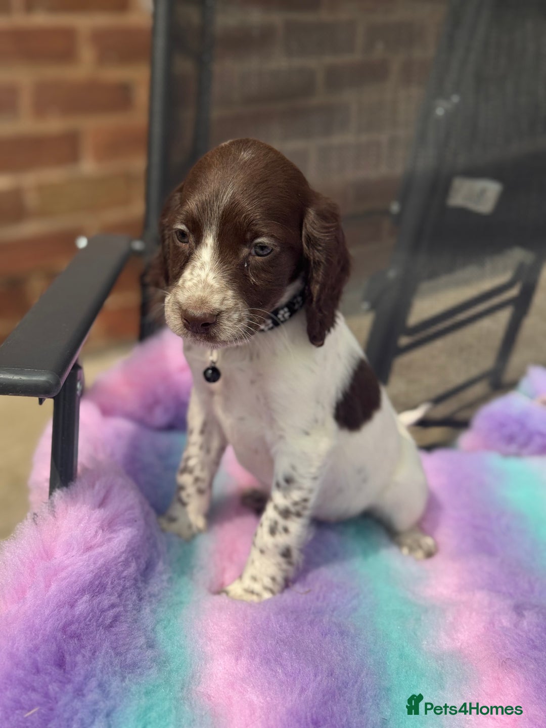 Cocker Spaniel dogs for sale: Ready to leave Cocker Spaniel Puppys in Doncaster - Image 5