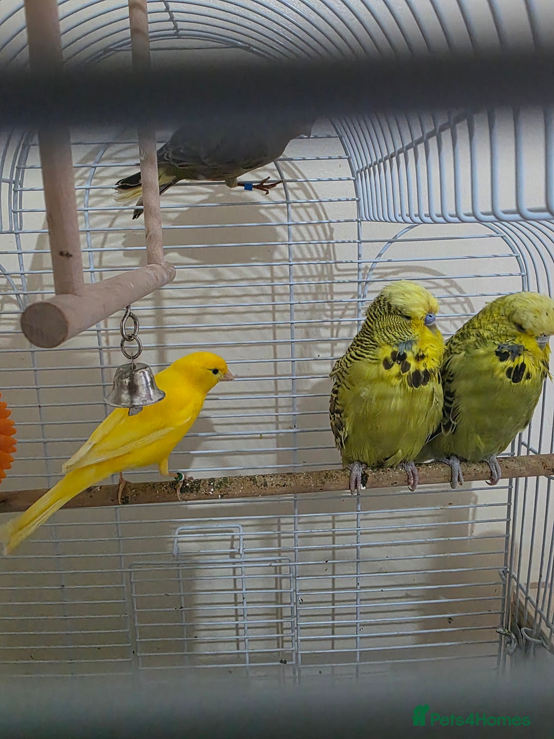 Budgerigars birds for sale: Couple Crested budgies  - Advert 6