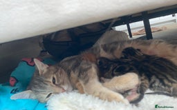 Domestic Shorthair cats for sale: Dilute Tortoise Shell Kittens - Image 1