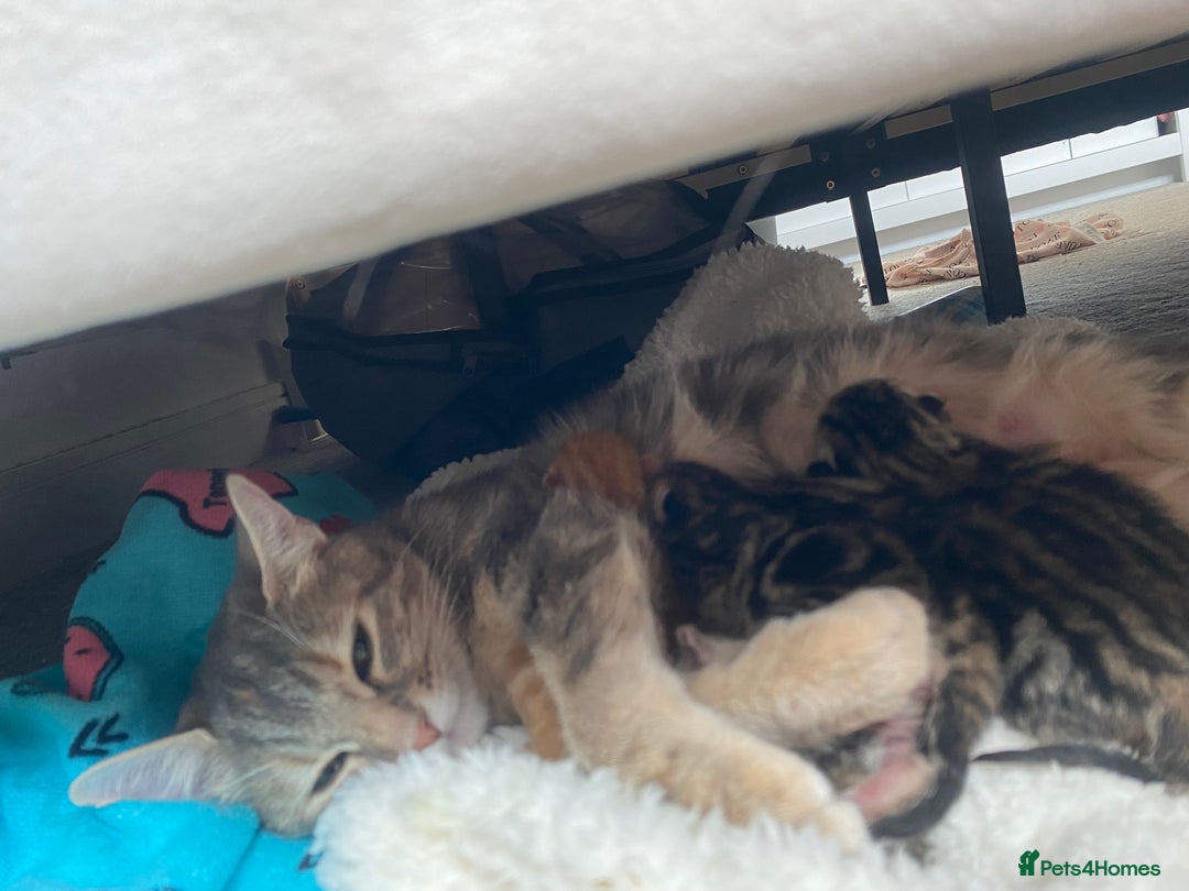 Domestic Shorthair cats for sale: Dilute Tortoise Shell Kittens - Image 1