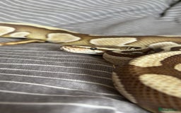 Python Snake reptiles for sale: Royal python with full set up - Image 2