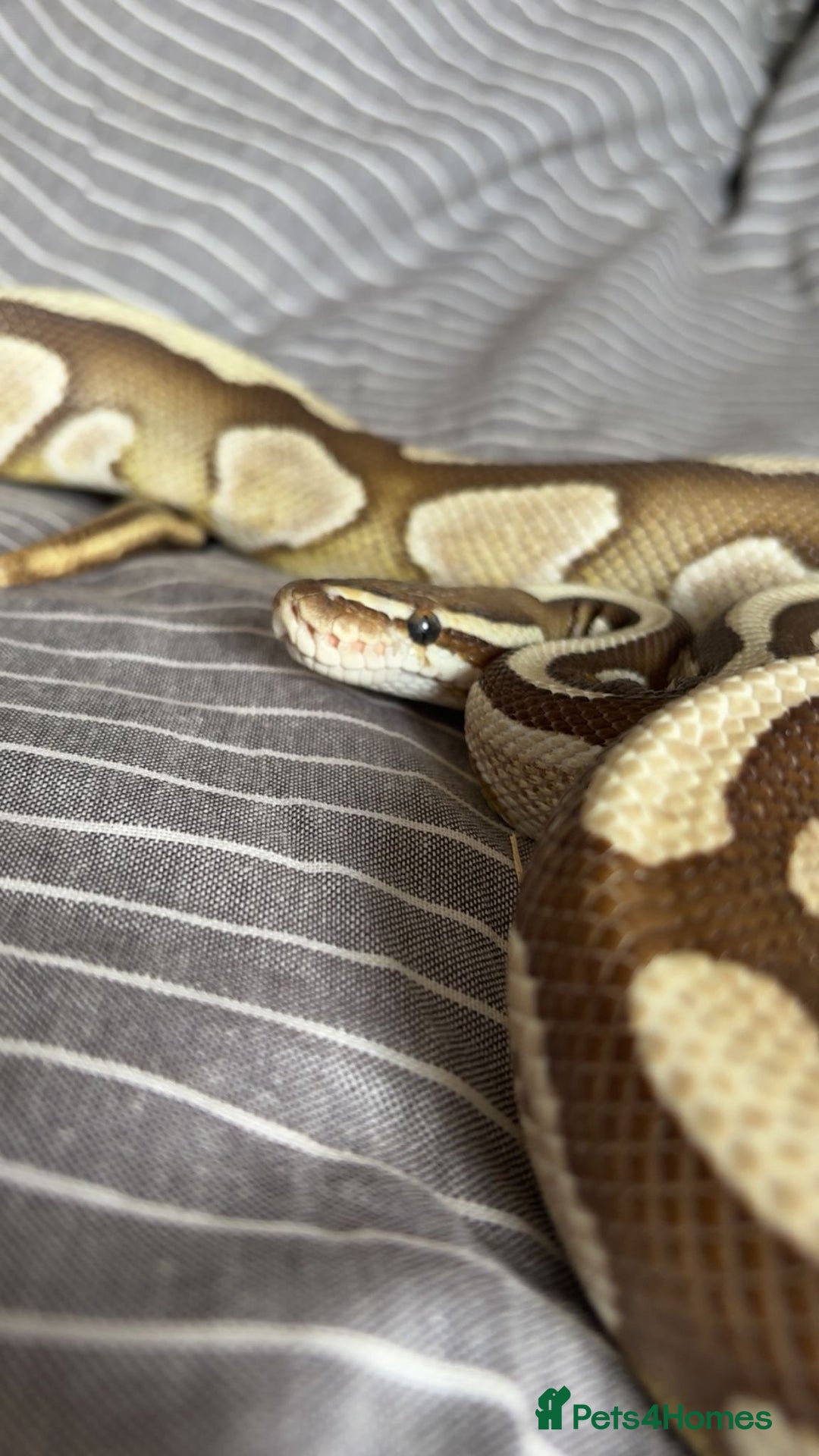 Python Snake reptiles for sale: Royal python with full set up - Image 2