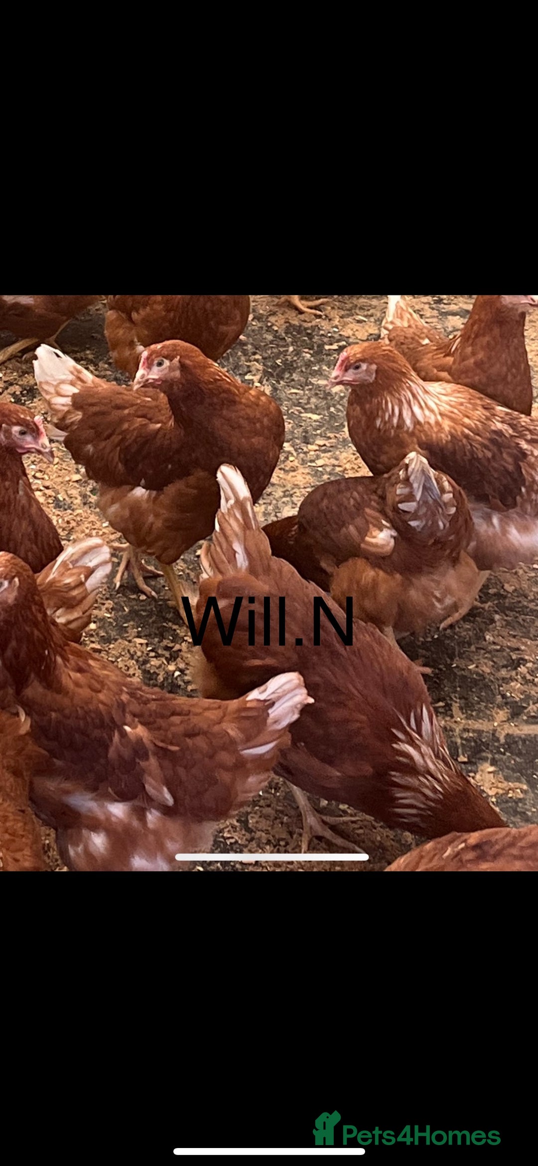 Chickens poultry for sale: Point of lay Warren / lohmann brown  - Image 2