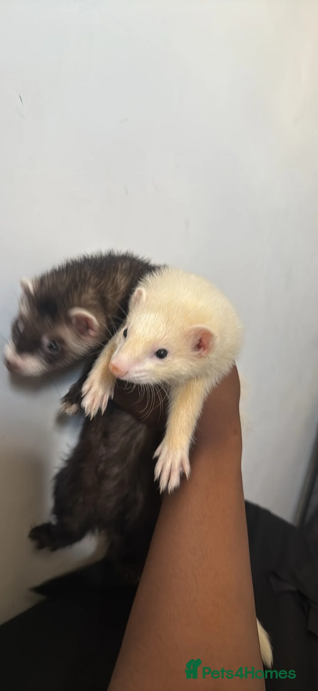 Ferret rodents for sale: Two ferret brothers  in Doncaster - Advert 1