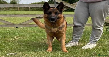 German Shepherd dogs - Advert 7