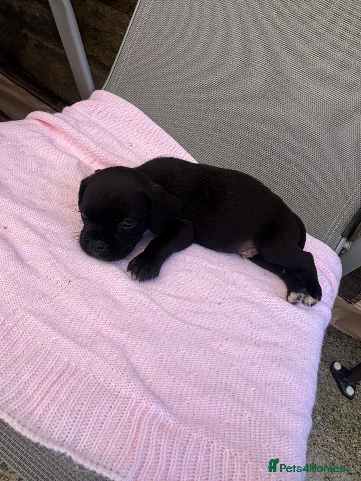 Jug dogs Beautiful boy Jug Puppies Ready Now - Advert 1