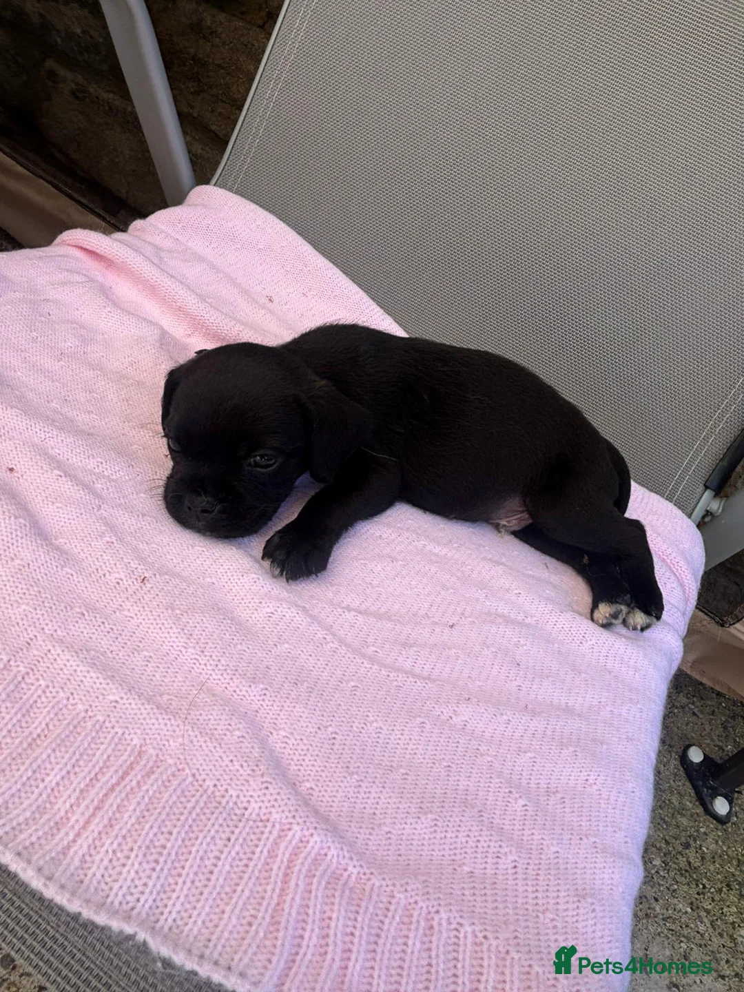 Jug dogs for sale: Beautiful Jug Puppies Ready Now in Abingdon - Advert 13