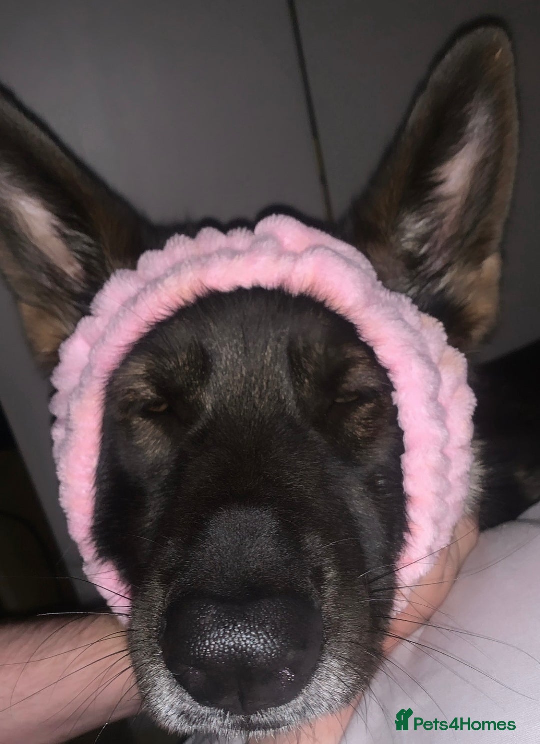 Mixed Breed dogs for sale: Champion Bloodline GSD (BITCH) - Image 3