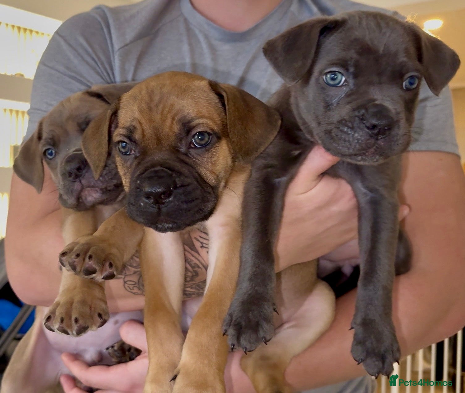 Cane Corso dogs ***LAST 2 LEFT*** ICF/ICCF Champion 6th GENERATIOn - Advert 5