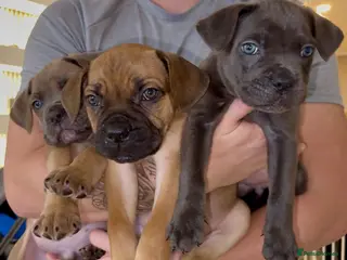 Cane Corso dogs ***LAST 2 LEFT*** ICF/ICCF Champion 6th GENERATIOn - Advert 5