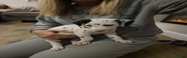 Dalmatian Puppy 2