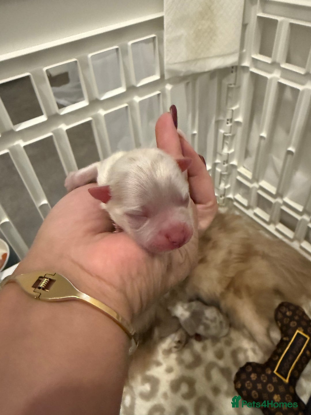 Pomeranian dogs for sale: Small & Fluffy Pomeranian Puppies Ready to Reserve - Advert 13