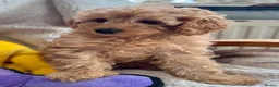 Miniature Poodle dogs for sale: Stunning pure miniature poodles  - Advert 5