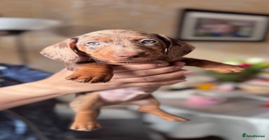 Miniature Dachshund dogs KC registered, PRA Clear!!! Miniature Dachshund  - Advert 5