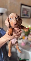 Miniature Dachshund dogs KC registered, PRA Clear!!! Miniature Dachshund - Advert 5