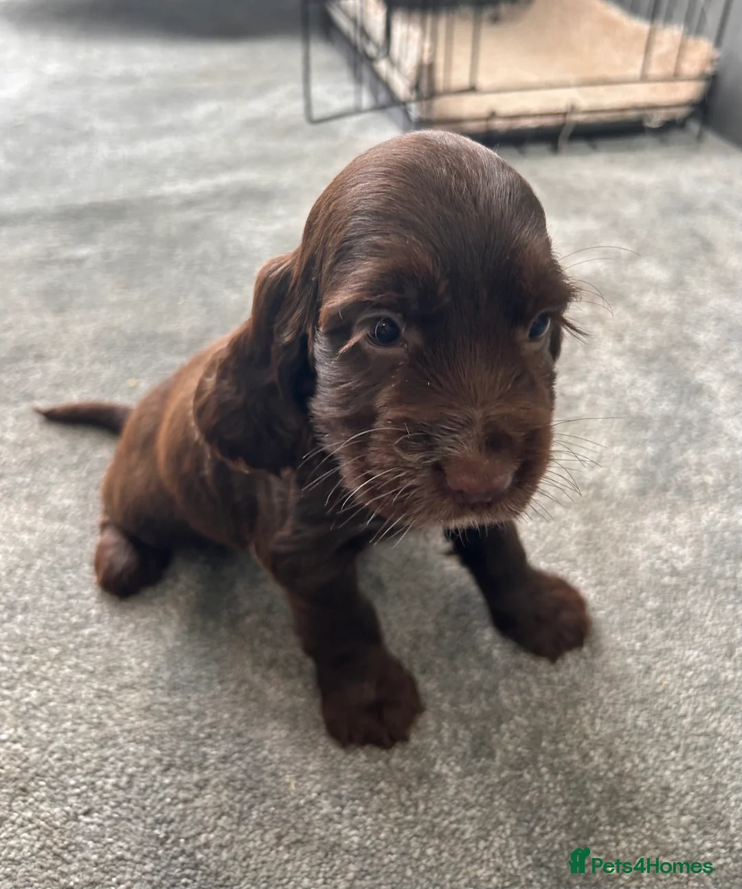 Cocker Spaniel dogs for sale: Cocker spaniel puppies  in Manchester - Advert 15