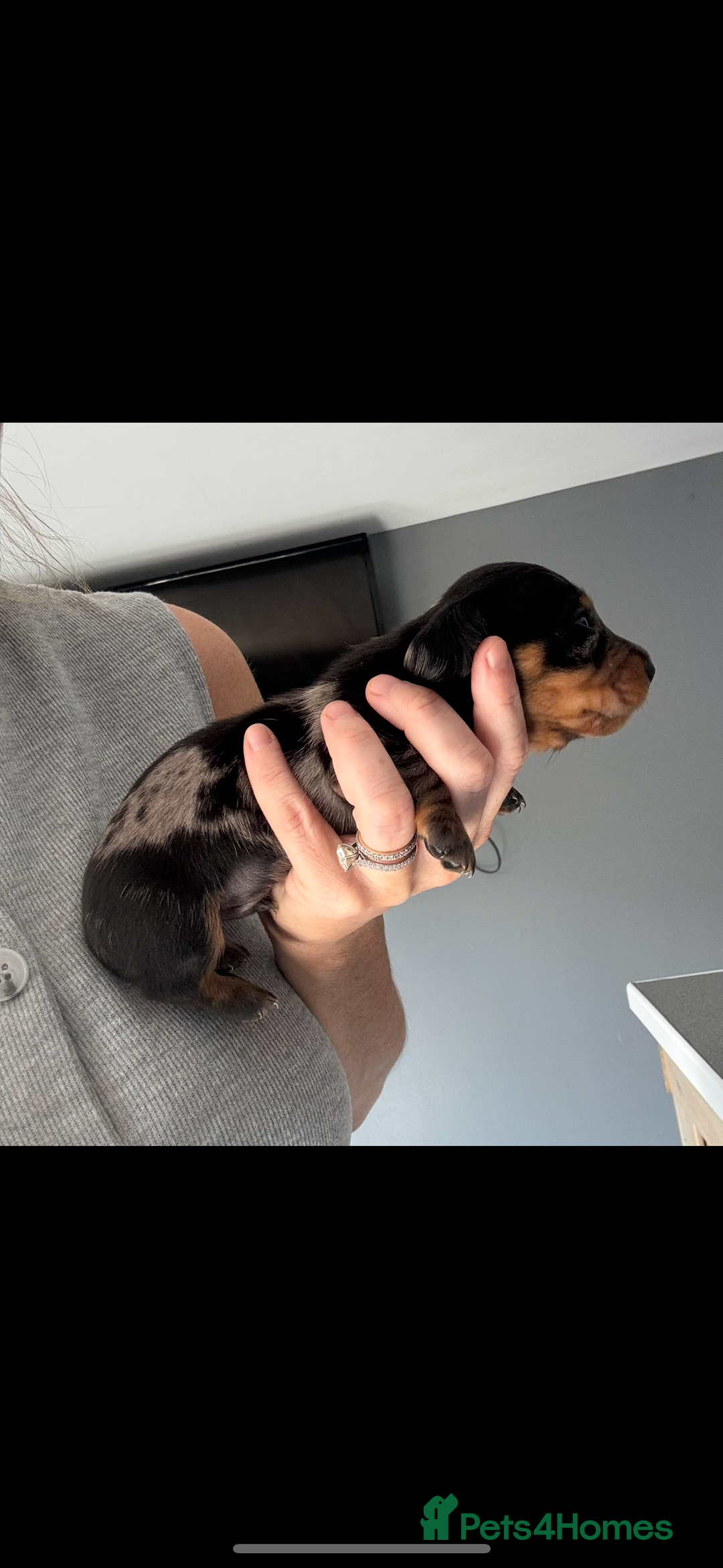 Miniature Dachshund dogs for sale: Beautiful miniature dachshund puppies - Image 10
