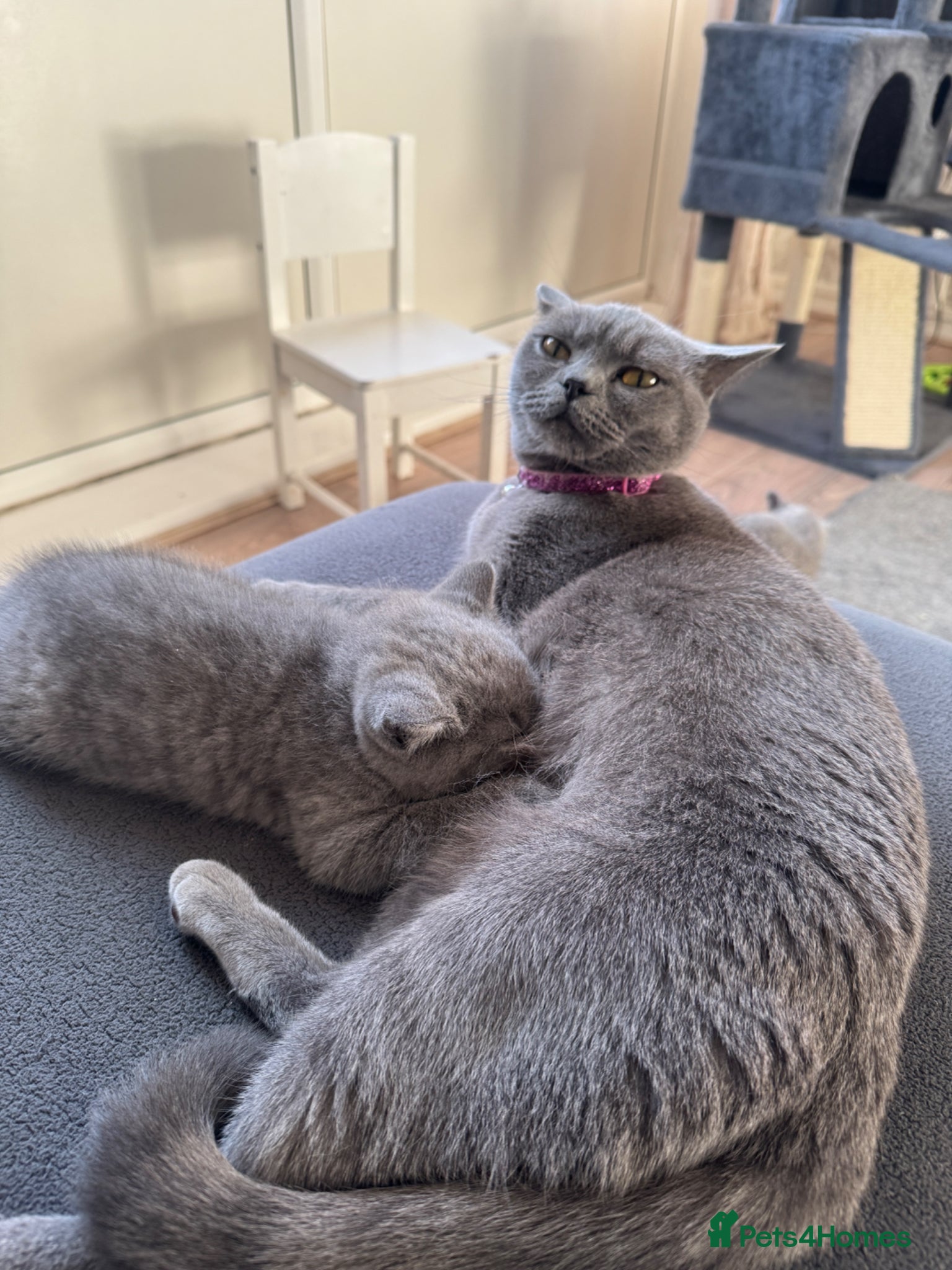 British Shorthair cats for sale: Beautiful British shorthair kittens  - Advert 8
