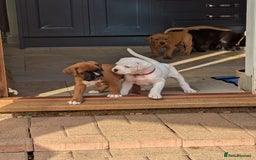 Boxer dogs for sale: Zero heart score mum. Only one puppy left - Image 7